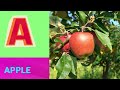 ABC Phonics Song | Alphabet letter sounds | ABC learning for toddlers | Education ABC Nursery Rhymes