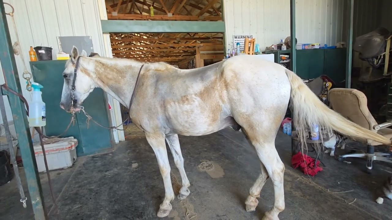 Maximus 10 to 12 year old gray Tennessee Walking gelding for sale in Kentucky
