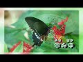 傘ん中 五木ひろし
