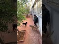Malinois Vs Rottweiler