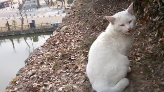 お城の石垣の上で寝る野良猫