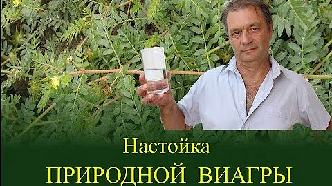 Готовим настойку Якорцев стелющихся (Трибулуса) на зиму. Быстрый рецепт