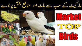 Market top profitable birds | Birds businesses idea in Pakistan | Mujeeb Birds breeding