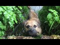 A Walk With A 9 Month Old Border Terrier の動画、YouTube動画。