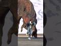 カルノタウルスが人間を一瞬で飲みこんでしまった/Carnotaurus swallows a human in an instant Jurassic World Evolution 2