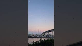 Sunrise, 10-14-24 | Clearwater, FL | South Docks @ Municipal Marina, Memorial Causeway Bridge