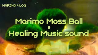 Marimo Moss Ball Spinning Around With Chilling 