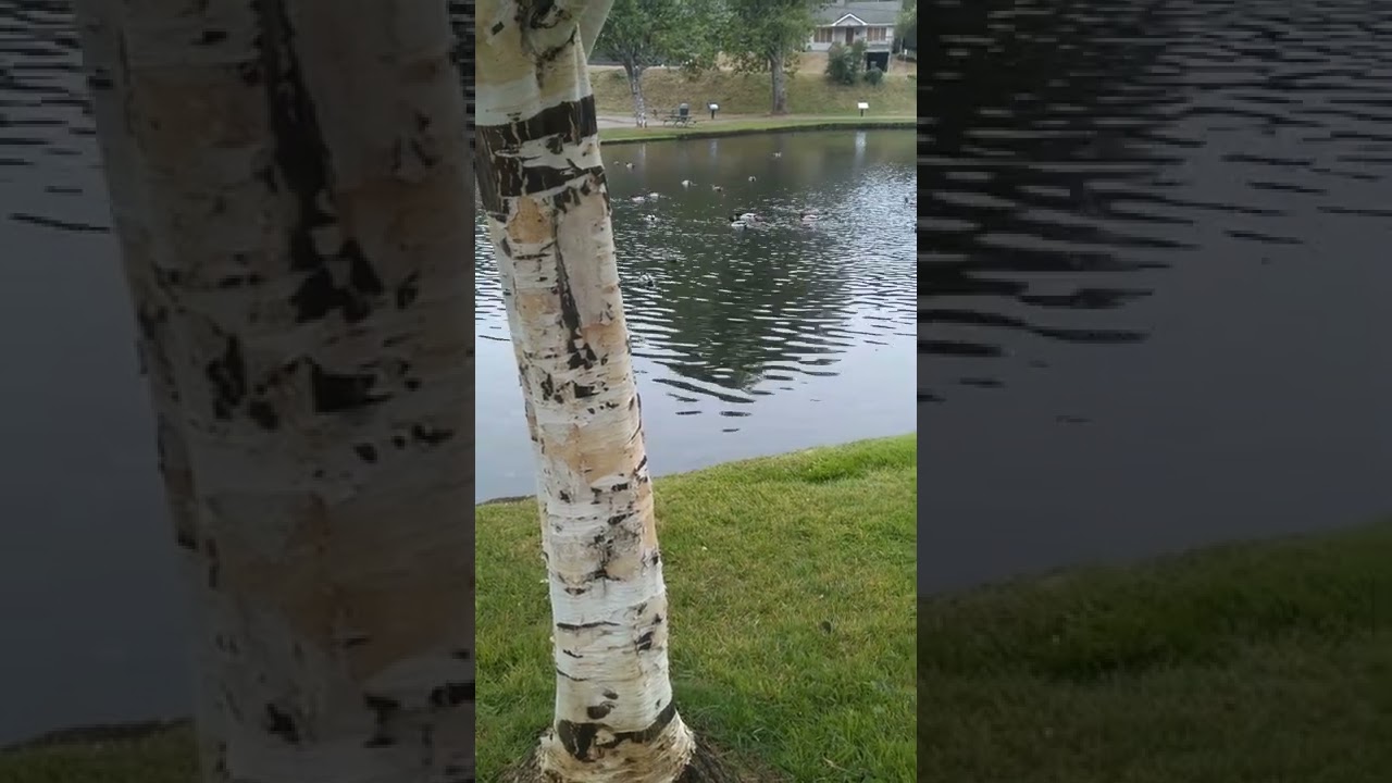 MINGUS PARK. Coos Bay Oregon. YouTube