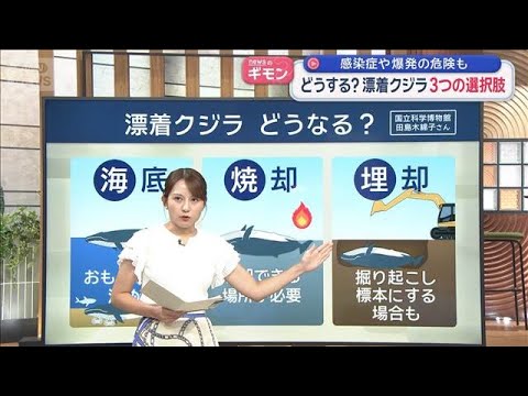 どうする？“漂着クジラ”3つの選択肢　感染症や爆発の危険も【スーパーJチャンネル】(2026年9月24日)