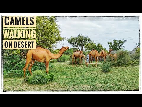 Camels Walking On