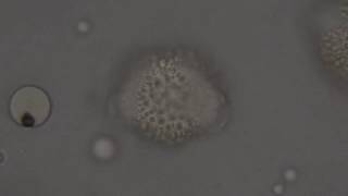 Ilex Aquifolium Equatorial