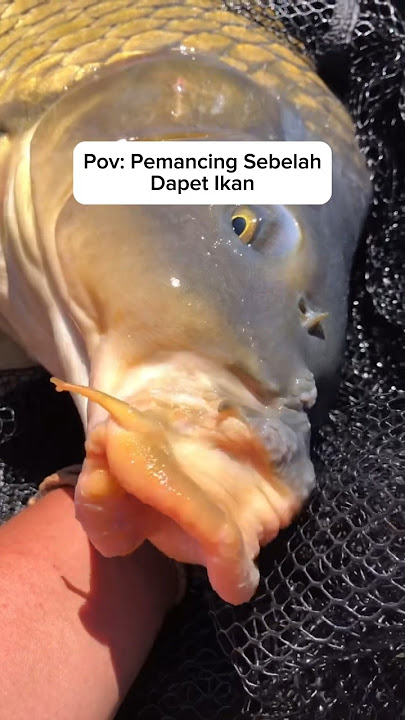 Kesadaran Penuh Ketika Liat Pemancing Dapet Ikan