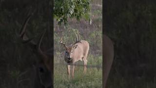 Velvet bucks state of mind! Brought to you by Hoyt Archery! #realtreeroadtrips #hoytarchery