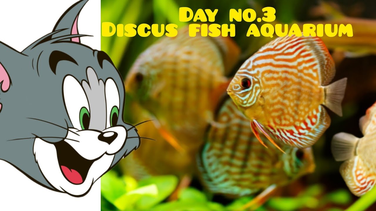 Day no.3 Discus fish. ❤️ 