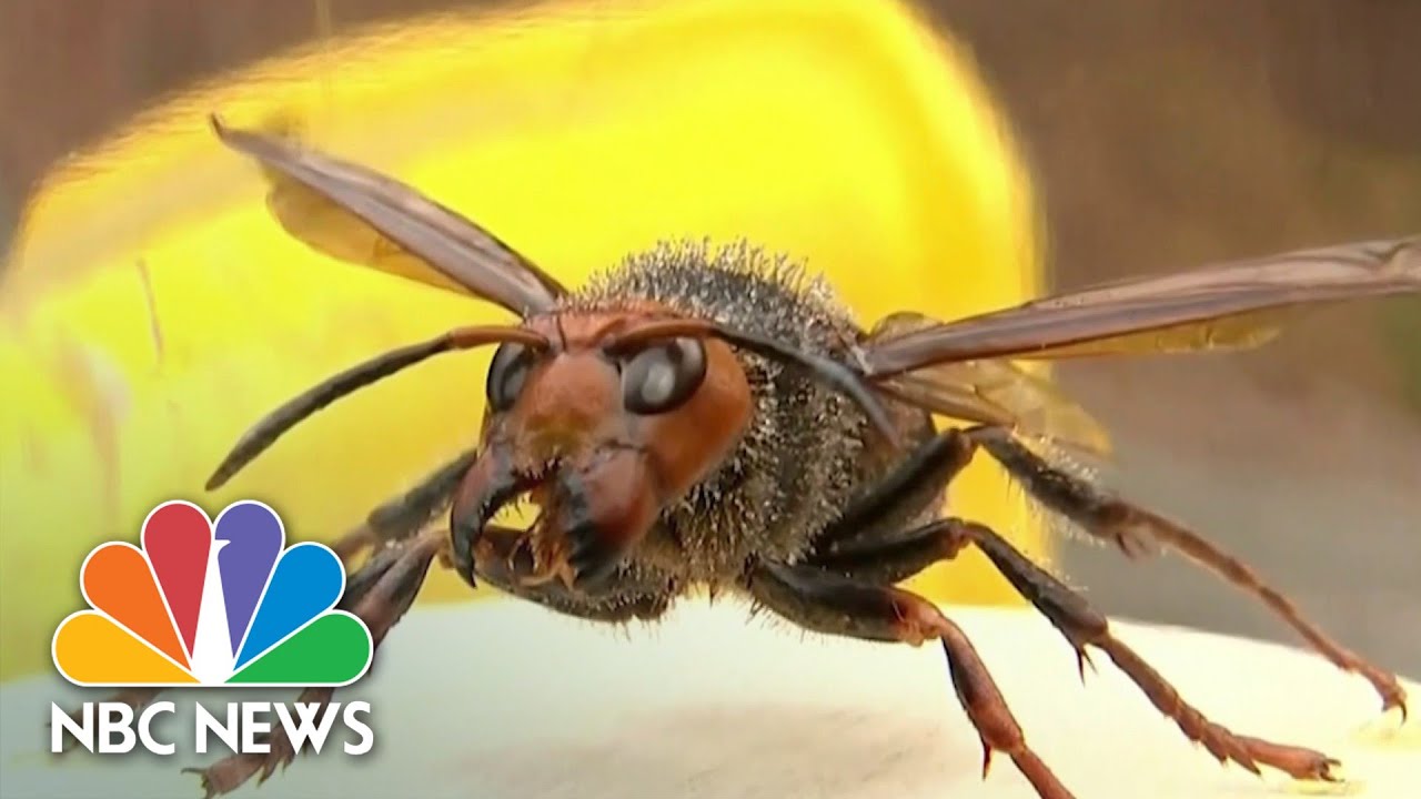 Dead Murder Hornet Found in Washington