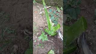 Menanam Bunga Mawar Dengan Lidah Buaya Albar Ritonga