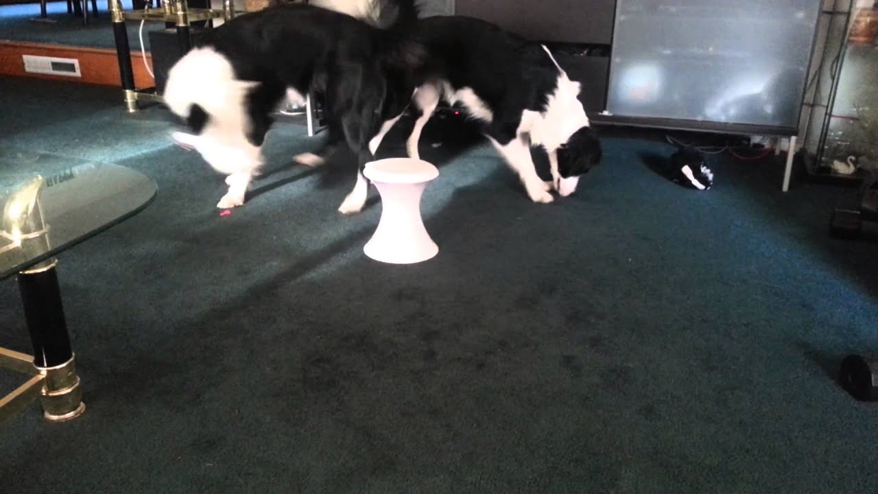 Dogs enjoying their rouse dog YouTube