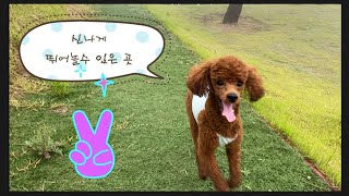 신나게 뛰어 놀수 있는 펜션 #애견동반펜션추천 #울산헤이메르펜션 #단독애견펜션추천 #일출_일몰_펜션 #개별바베큐 #울산애견펜션추천