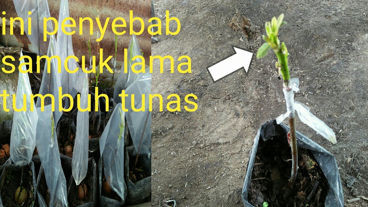 Penyebab Sambung Pucuk Alpukat Lama Tumbuh Tunas Baru. YouTube