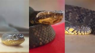 Cottonmouth, Diamondback Watersnake & Plain Bellied Watersnake | Fossil Rim Wildlife Center
