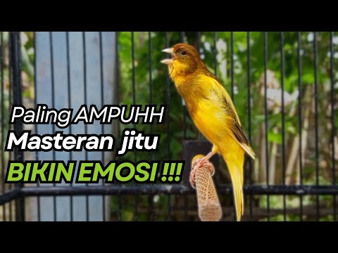 SUARA Kenari GACOR PANJANG Pancingan \u0026 masteran Kenari Paud AGAR gacor AMPUH Kenari MACET bunyii