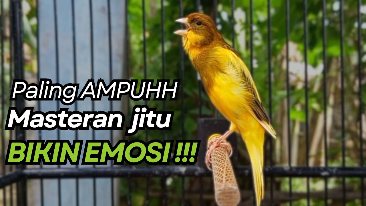 KENARI GACOR Cuit CUIT BIRAHI UNTUK PANCINGAN & MASTERAN Kenari PAUD AGAR BUNYI