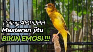 Kenari Gacor Cuit Cuit Birahi Untuk Pancingan  Masteran Kenari Paud Agar Bunyi