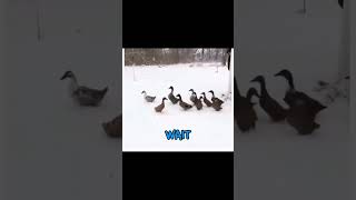Ducks Discover Snow… and Instantly Regret It!