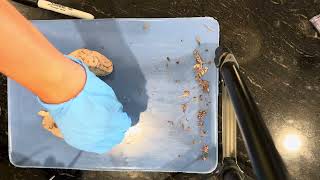 BIO 220L Brain Dissection Practical