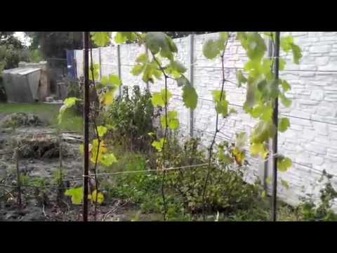 Виноград КОДРЯНКА август 2014 поэтапное развитие куста.