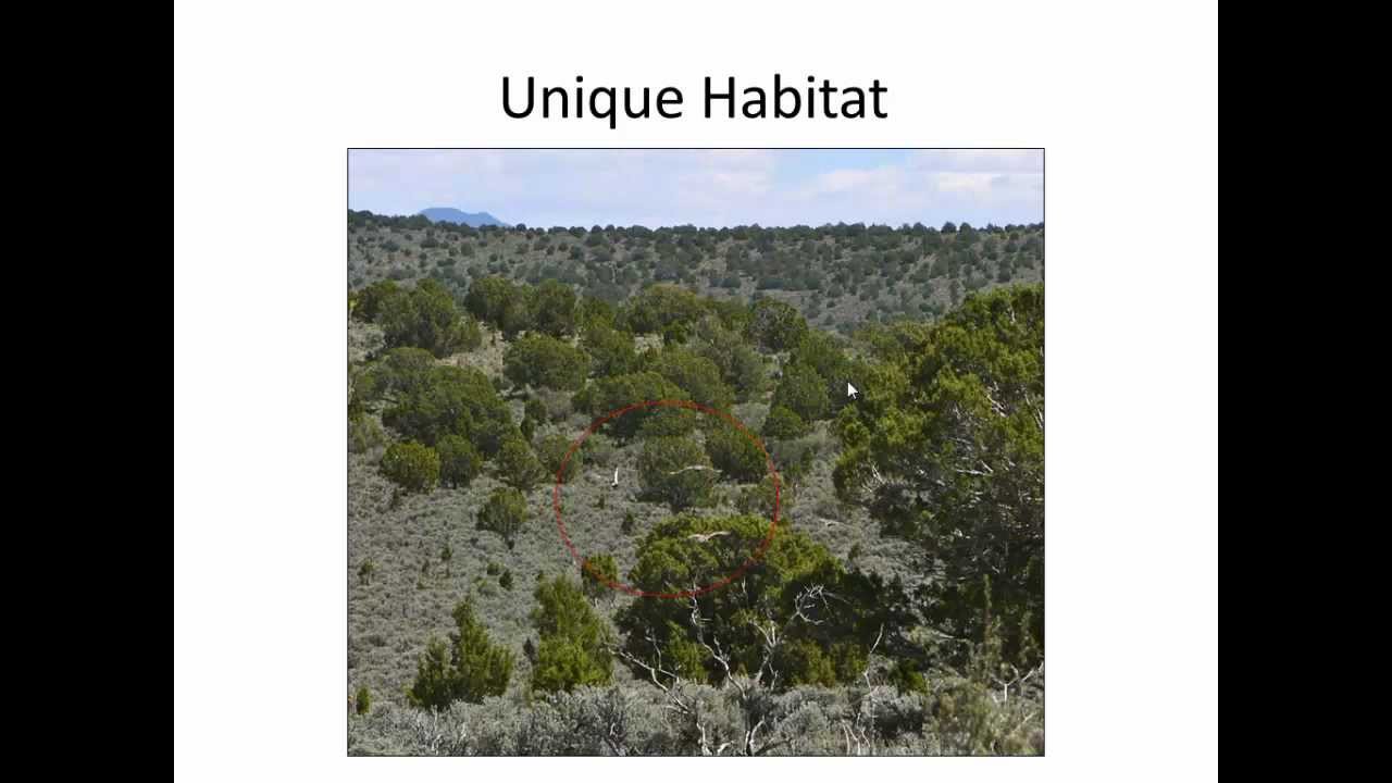 A. Cheyenne Burnett - Unique Habitat in a Fringe Greater Sage-Grouse Population