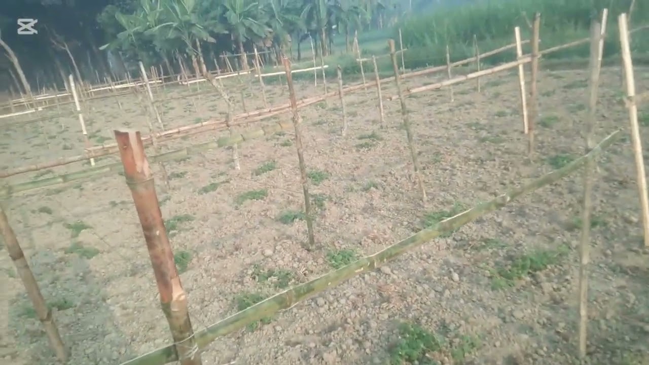 পটল চাষ। অল্প খরচে পটল চাষে লাভ বেশি। তাই পটল চাষ করা ভালো। ঝুকি কম । বাংলাদেশ শাহিন 