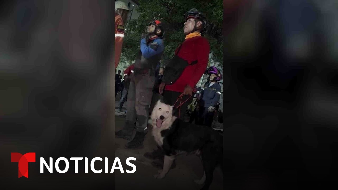 De vítima de maus-tratos a herói: o cão que salvou pessoas no terremoto
