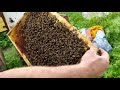 Купили пчелопакеты УкрПочтой 2021 ВСЯ ПРАВДА (тен)