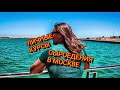 #СЫРОЕДЧЕСКИЕ КУРСЫ В МОСКВЕ ОТ АВСТРАЛИЙСКОГО ЭКСПЕРТА... СООСНОВАТЕЛЬ &quot;Я ФРУКТОРИАНЕЦ&quot;