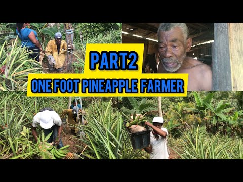 P2 WITH THE ONE LEGGED PINEAPPLE FARMER / HE IS SEEKING SOME ASSISTANCE FROM THE DIASPORA