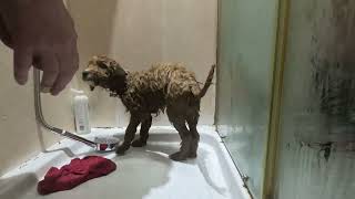 Cavapoo Puppy's First Time In The Shower-Adorable Reaction