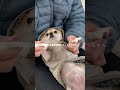 冬のモーニングルーティン☃️🐕 #柴犬 #チワワ #犬のいる生活 #ちわ柴