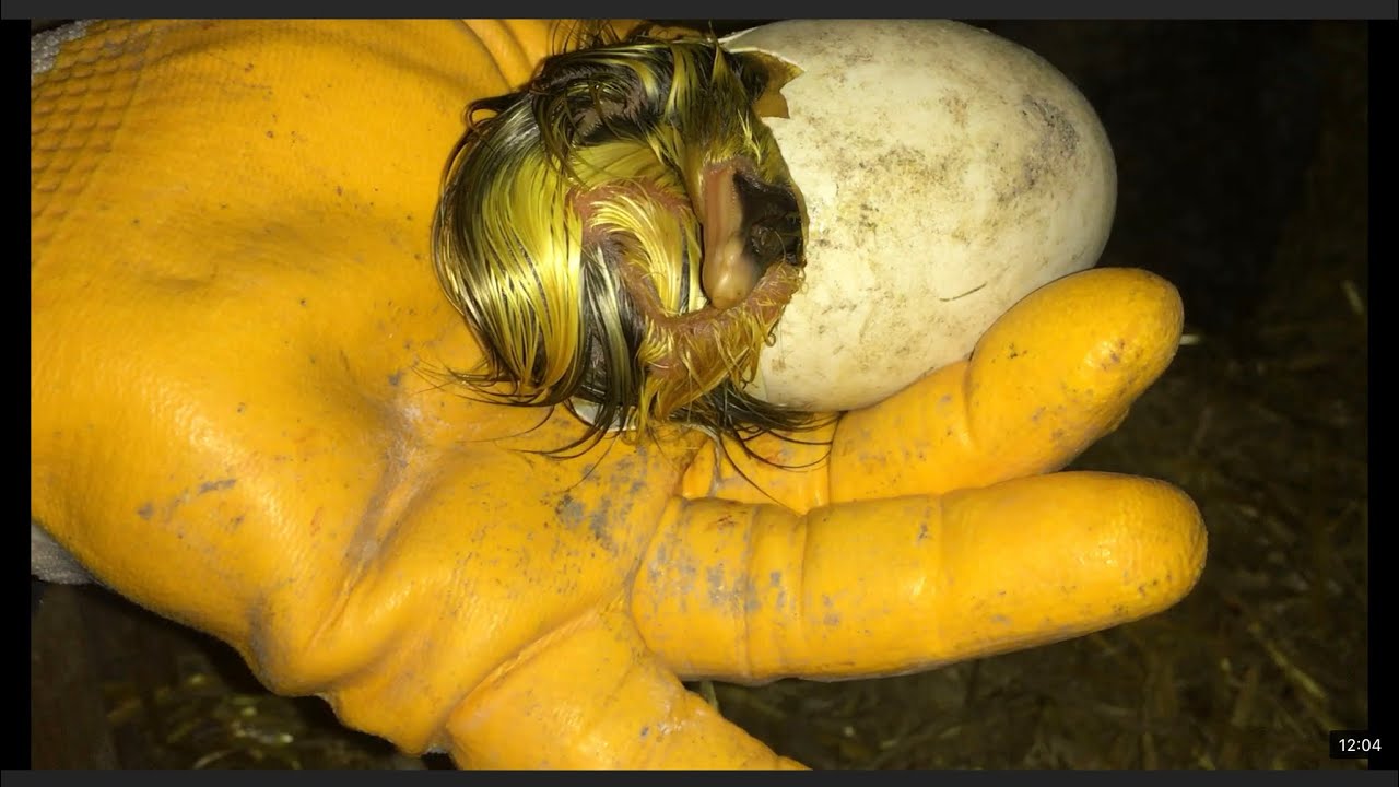 Kaz yavrusunun canlı canlı çıkımı, live live goose cub hatching  # kaz yavrusu (Bölüm 14)