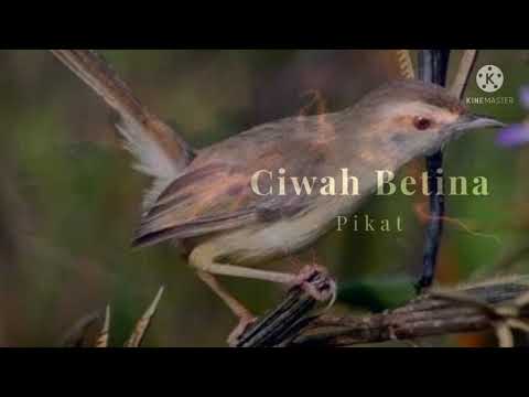 Suara Ciblek Sawah Betina Pikat Manggil Jantan