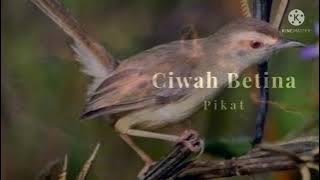 Suara Ciblek Sawah Betina Pikat Manggil Jantan