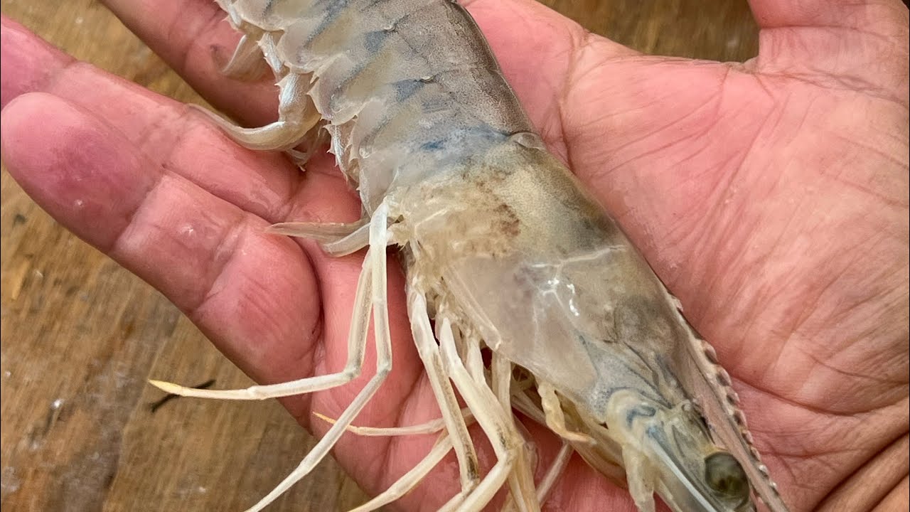 Skimming for Big Shrimp on the beach YouTube