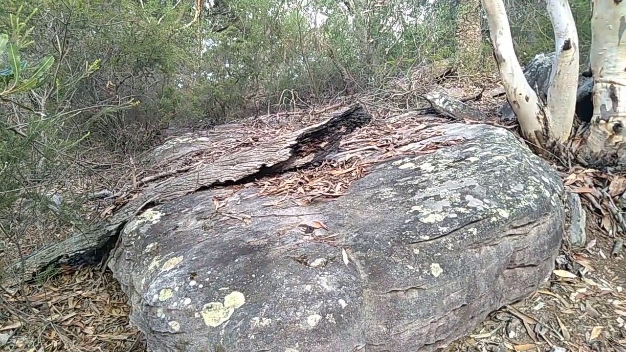 Patonga Yowie Bigfoot Hairyman Junjudee Searching Reports Sightings