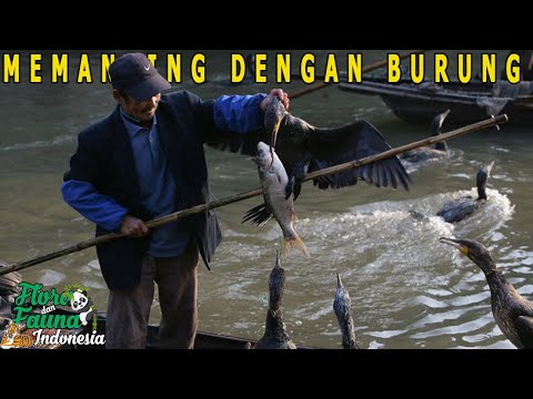 Video: Apakah michigan memiliki burung kormoran?