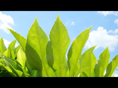 Vídeo: Quando a fatsia japonica floresce?