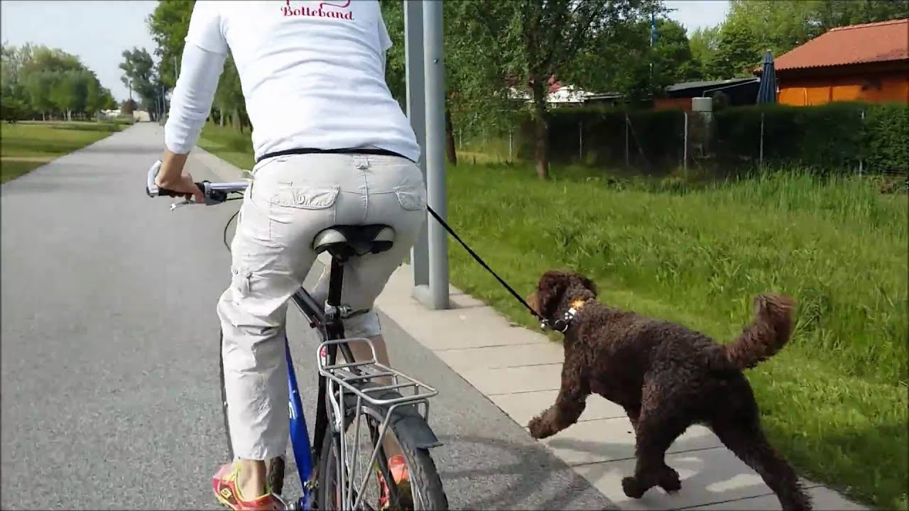 Joggingleine Hunde dehnbare Hundeleine zum Radfahren Hundeleine Laufen mit Hund
