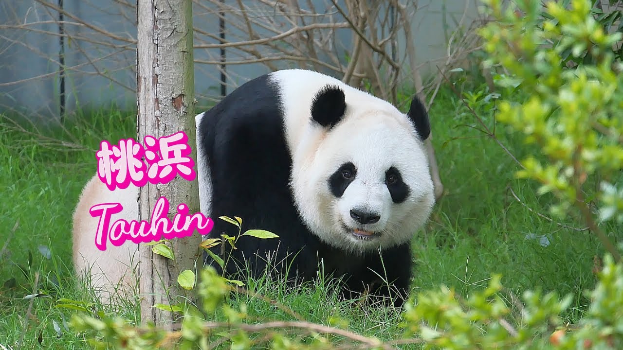 Beautiful Touhin! Lucky to see her today when she's not sleeping😄成都に住むパンダ姉妹「桜浜（おうひん）」と「桃浜（とうひん）」の生活