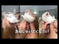 【ごめん】ハムスターのオスとメスを見分けようとしたら思ってたのと違った