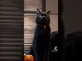 🐈‍⬛ #halloween #cat #reels #video #lol #filter #cute #scary #funny #tricks #treat #wow #fyp #love