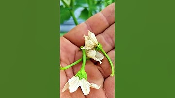 Tại sao cây ớt ra hoa nhưng không đậu trái? Cách trồng sai quả trĩu cành #vuonsanthuong  #meohay